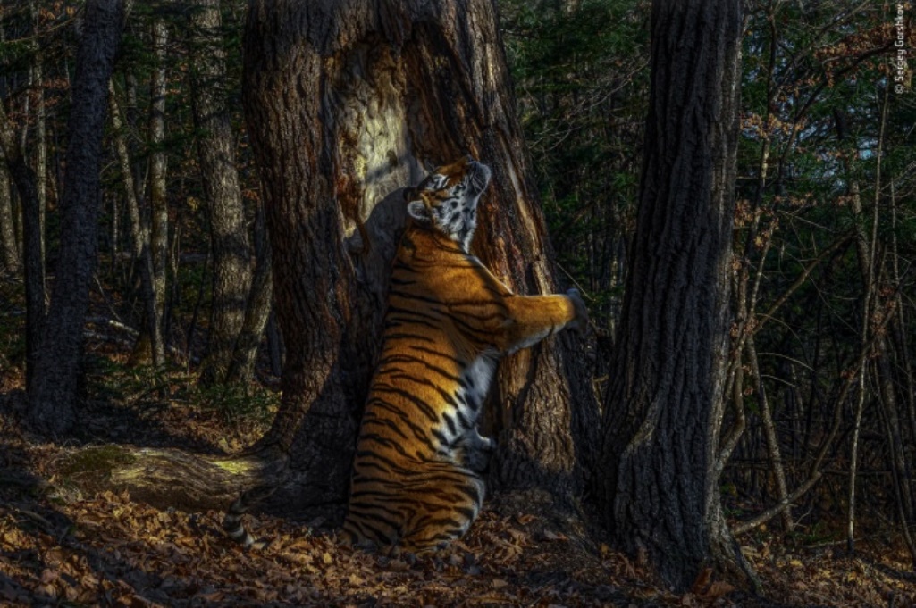 Национальный парк земля леопарда Амурский тигр. Фотографы дикой природы